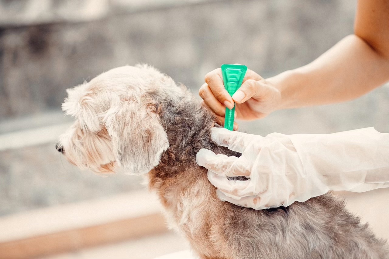 Applicazione pipetta cane
